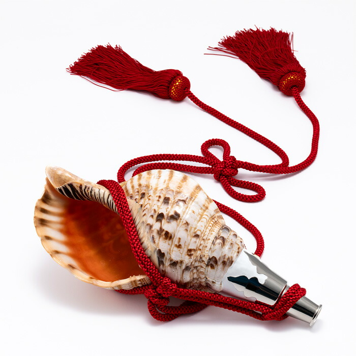 楽天市場】法螺貝・歌口付 サイズ35cm-37cm 天台タイプ : 和楽器総合