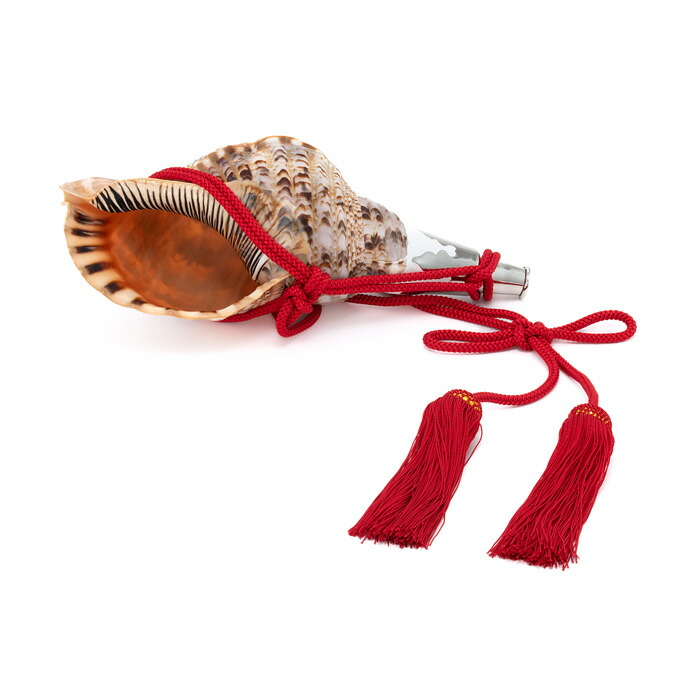 法螺貝　約36cm 貝 標本 ホラガイ 法螺貝 35.5cm 530g