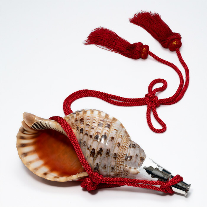 楽天市場】【 伊勢 宮忠 】【 No.75 法螺貝（ほら貝） 14インチ 】全長