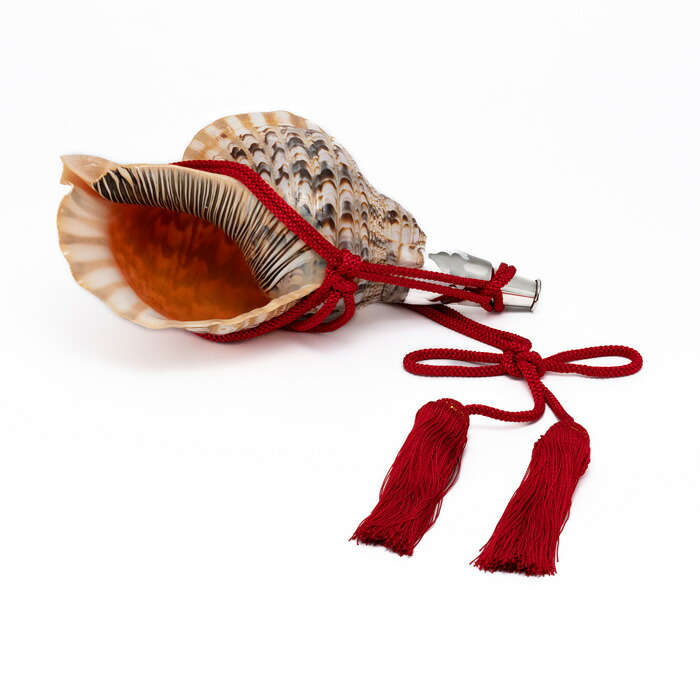 楽天市場】【 伊勢 宮忠 】【 No.1 法螺貝（ほら貝） 大型 】全長42.9