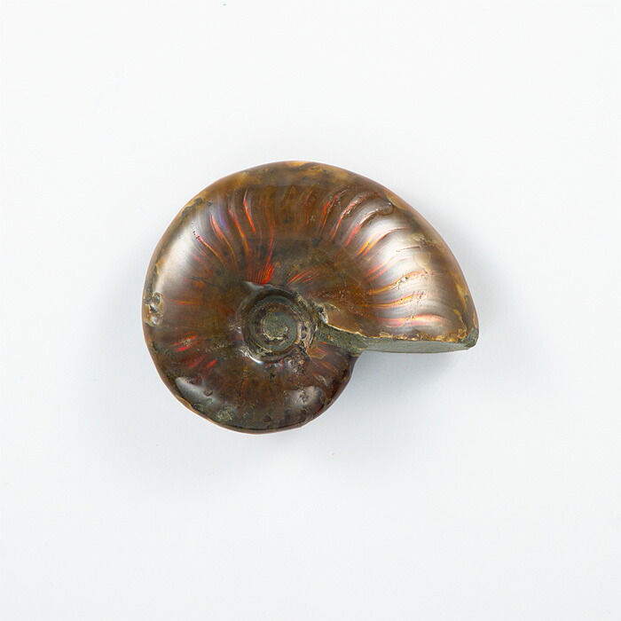 楽天市場】☆貴重－アンモナイト縫合線オパール化石標本 338U22b