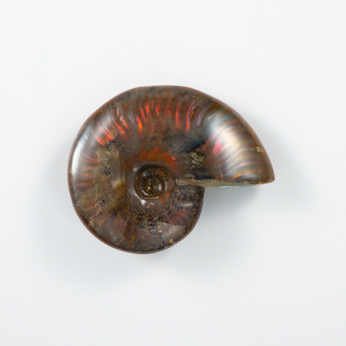 楽天市場】オパール化アンモナイト 化石 （マダガスカル産） No.45