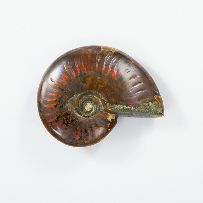 楽天市場】☆貴重－アンモナイト縫合線オパール化石標本 338U22b