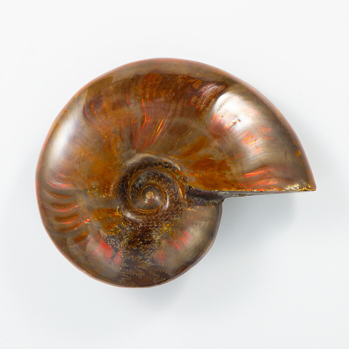 楽天市場】☆貴重－アンモナイト縫合線オパール化石標本 338U22b