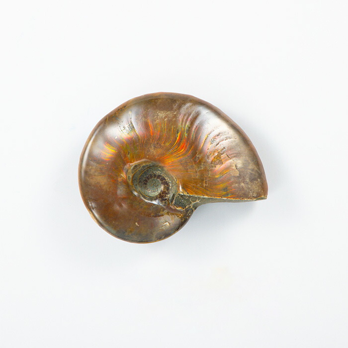 楽天市場】☆貴重－アンモナイト縫合線オパール化石標本 338U22b