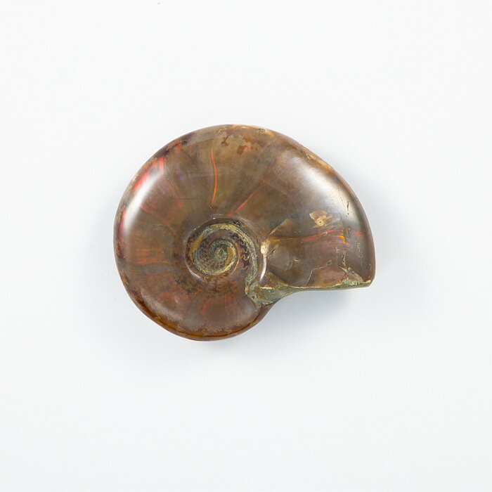 楽天市場】☆貴重－アンモナイト縫合線オパール化石標本 338U22b