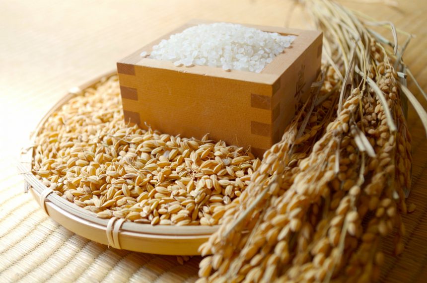 米ササニシキ玄米一等米３０Ｋｇ特選米環境栽培米農薬5割減化学肥料5割減令和3年度送料無料宮城県北産