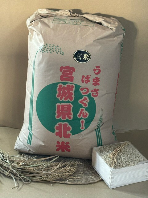 米 だて正夢  一等米 玄米 ３０ＫＧ 令和6年度 宮城県北産 美味しい  一番人気　　　　　　　　　　　　　　　　　　　　　　　　　　　【沖縄・離島は別途２０００円加算】【九州・四国・北海道は別途５００円加算】