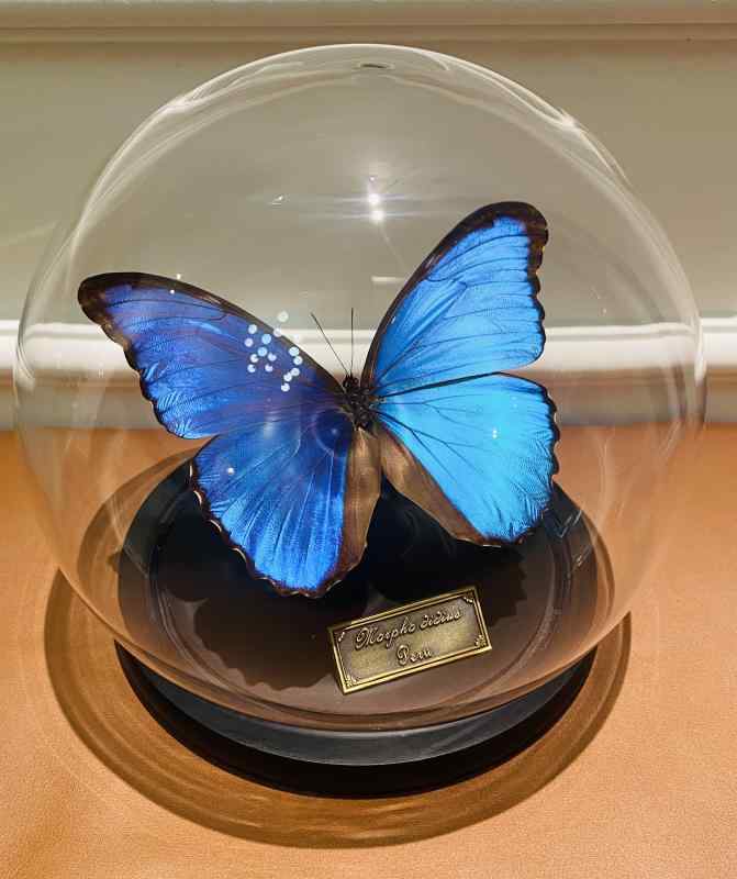 蝶標本 モルフォ蝶 永生花 ガラスドーム 密封 置物 インテリア雑貨 美しい保存花 透明カバー デスクトップディスプレイ 記念インテリア 自然素材 繊細 部屋飾り ギフト向け コレクションアイテム