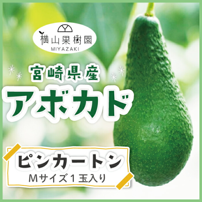 【予約販売 2025年11月発送】宮崎産アボカド「ピンカートン」Mサイズ(250g~299g)×1玉入り 国産アボカド 国産フルーツ フルーツギフト