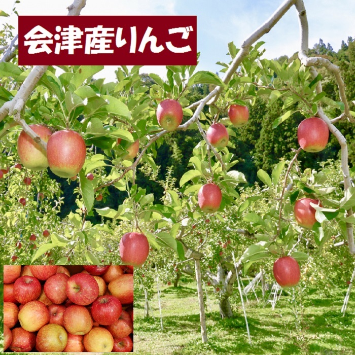 福島県 会津産 送料無料 わけあり りんご リンゴ 林檎 10kg位 九州は送料600円増し 北海道 四国 中国地方は400円増しです 新作グッ