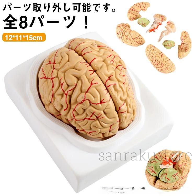 脳解剖模型 インテリア 神経系 大脳 研究 授業 大脳半球 解剖 勉強 脳幹 展示 人体模型 学校 仕組み 学習 神経学 訓練用 教材 立