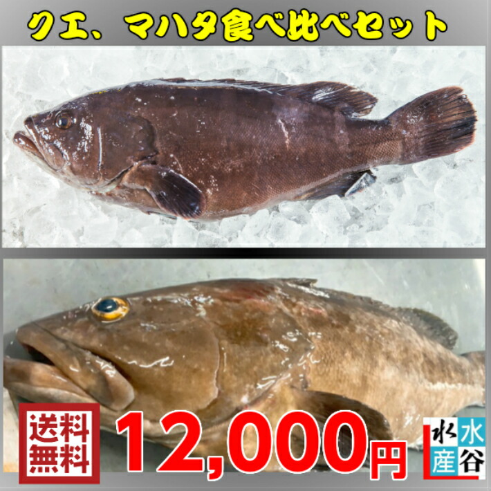 楽天市場 クエかマハタか 対決 食べ比べセット 送料無料 クエとマハタの鍋用セット クエ マハタ 海鮮鍋 豪華2種類 お得セット お家ごはん 大人数 年末年始 水谷水産