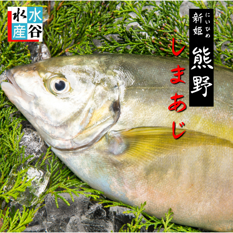 楽天市場 お客様評価4 8以上 お刺身に 熊野しまあじ シマアジ 送料無料 活締め お造り お寿司 ご贈答 下処理可能 3枚おろし可能 水谷水産