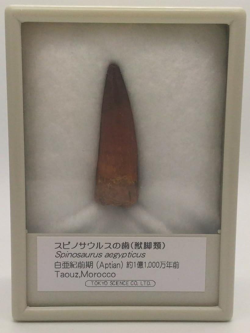 スピノサウルスの歯 説明文付き