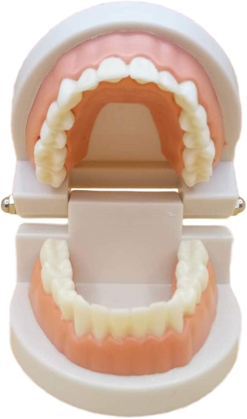 楽天市場】補綴修復用顎模型 (NISSIN DENTAL MODEL) (D16FE-500A