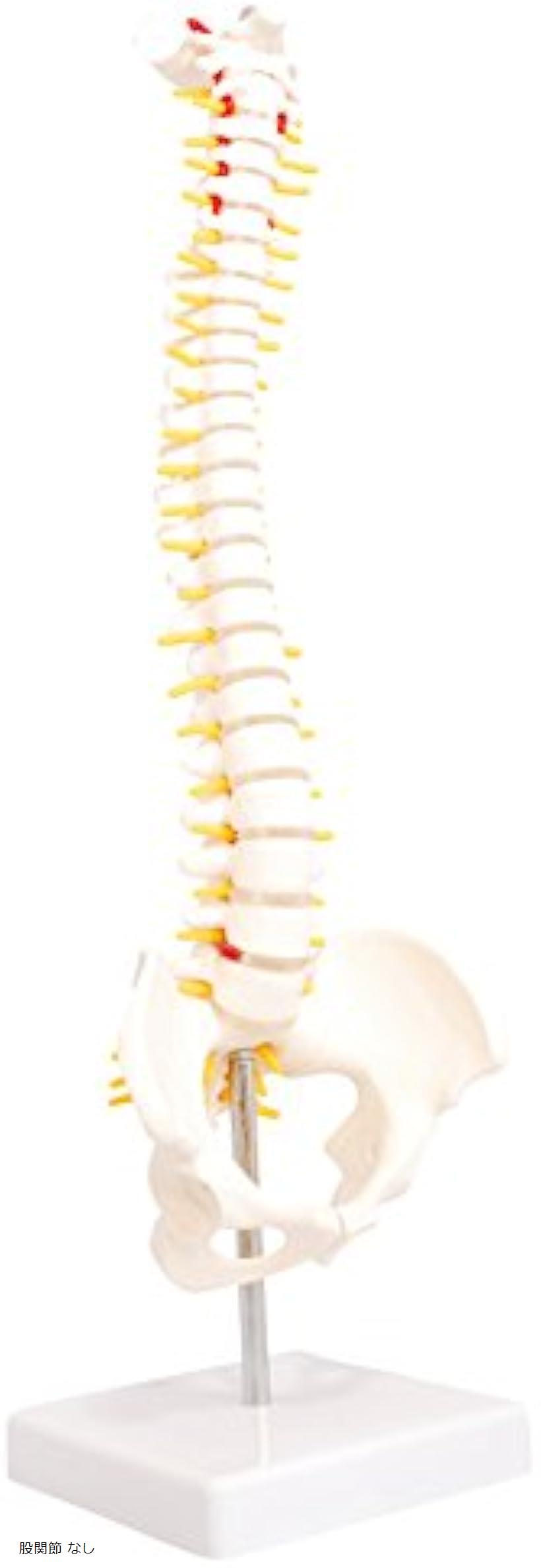 骨格模型 ドイツ 3B Scientfic 社製の 脊椎 ( 脊柱 ) 骨格標本 美品】ドイツ製 脊柱模型 3B社 骨格模型スタンド付 脊柱 椎骨 動脈 神経