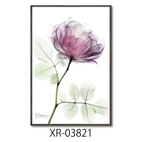 楽天市場】【ポイント10倍 & クーポン！】アルバートクーツィール