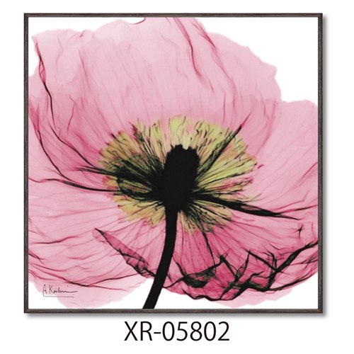 楽天市場】【ポイント10倍 & クーポン！】アルバートクーツィール