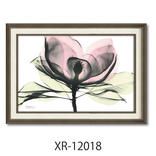 【ポイント10倍 & クーポン！】フラワーアート アルバートクーツィール X RAYキャンバスアート ピンクマグノリア Mサイズ ユーパワー XR-12018 額付き インテリア 取寄品 マシュマロポップ