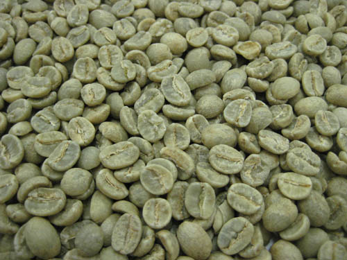コーヒー生豆 タンザニア AA　10kg （三本珈琲 三本コーヒー） ※沖縄県は別途送料がかかります【生豆】 16,316円