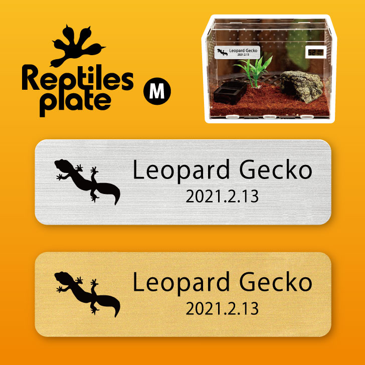 楽天市場】レプタイルズ プレート Mサイズ 【 フトアゴヒゲトカゲ