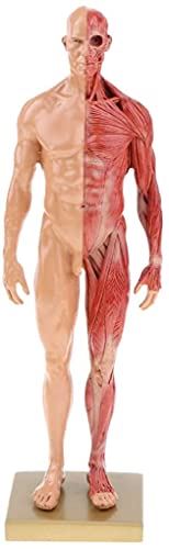 楽天市場】【Abz Company】人体 筋肉 模型 30cm 人体模型 医学