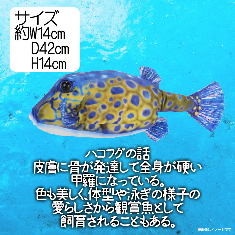 楽天市場 ぬいぐるみ 魚 ハコフグ オス さかなくんプロデュース Sk002 おさかなぬいぐるみ 海の生き物 リアル ブルー太洋産業貿易 宅配便配送 モバイルランド