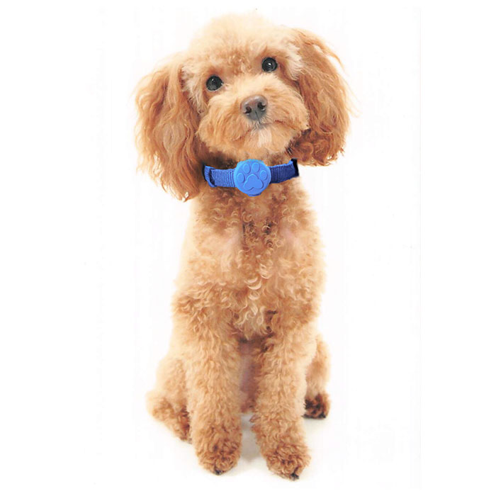 楽天市場 夜 犬 散歩 ライト 楽天 光る Led 電池式 お散歩ライト セーフティ 事故 防止 首輪 バッグ 自転車 ランニング いぬ イヌ ペットグッズ 点灯 点滅 交通安全 Backyard Family インテリアタウン