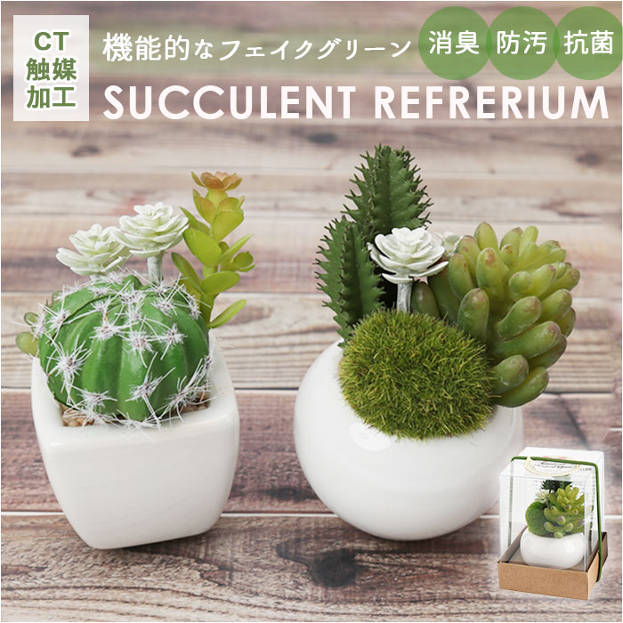 楽天市場】多肉植物 サボテン フェイク 通販 おしゃれ 小さい CT