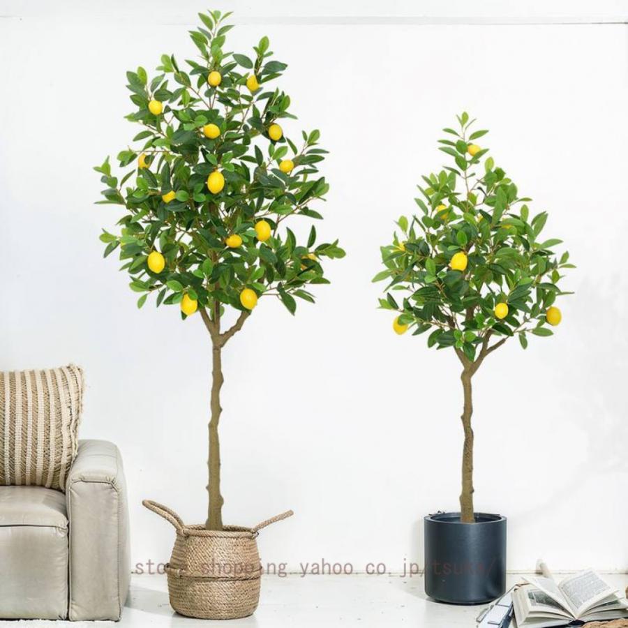檸檬の木 フェイクグリーン 大型 鉢植え 即物的 気が大きい 人工あずま屋 エントランス状態 バス発着場 お取りつくろう不必要 観葉草木 如何様物 人工観葉草木 造花 室内 開店祝賀会
