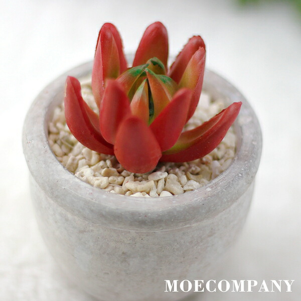 楽天市場】赤鬼城 クラッスラ Mサイズ6cmポット Crassula