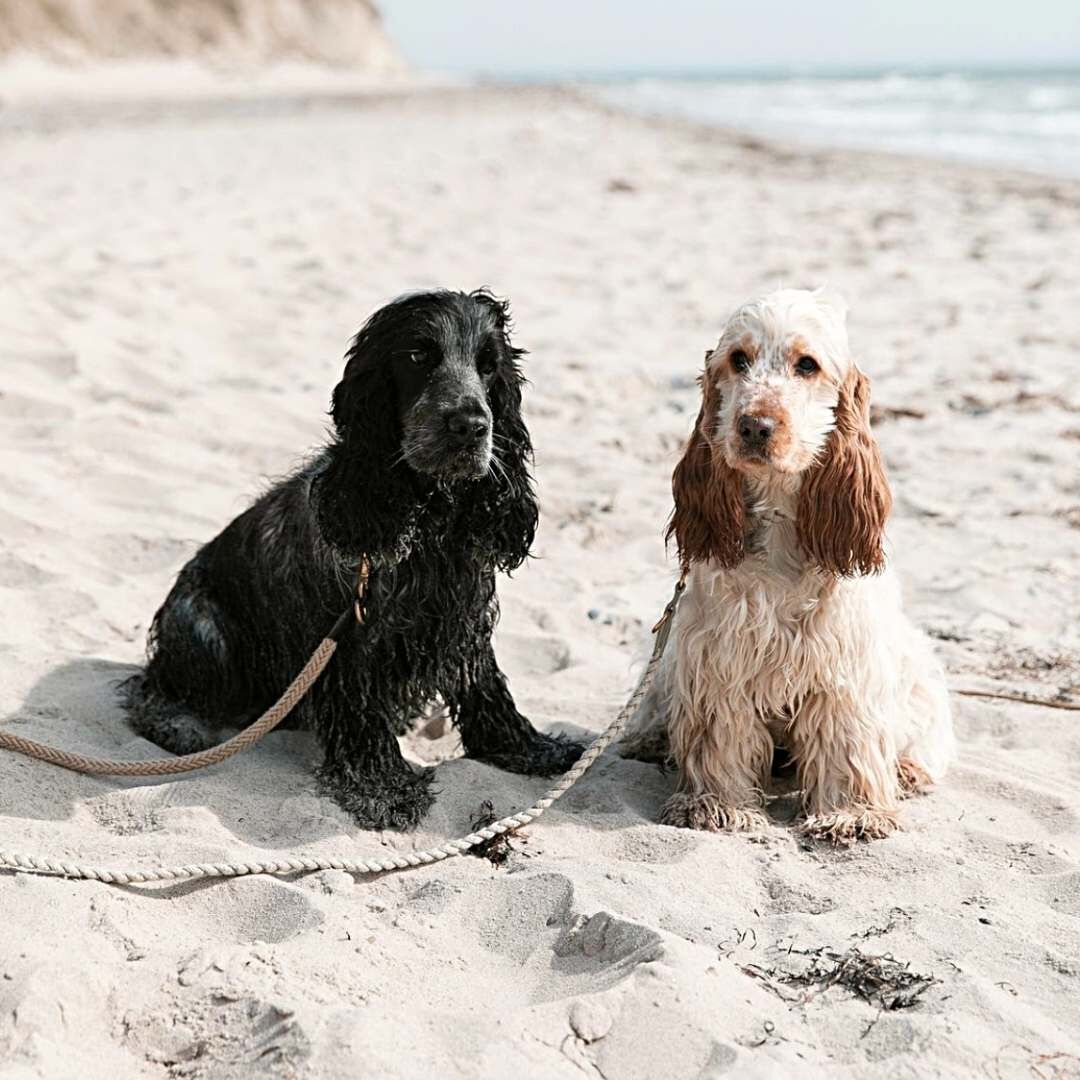 送料0円 送料無料 クラウドセブン ハンズフリーリード リード 正規品 ドイツ製 高品質 コットン 綿 黒 犬 ロープ 大型犬 丈夫 頑丈 簡単装着 犬具 訓練 軽い 使いやすい 便利 おしゃれ かわいい 犬のリード ショルダー たすき掛け ショルダーリード Fucoa Cl