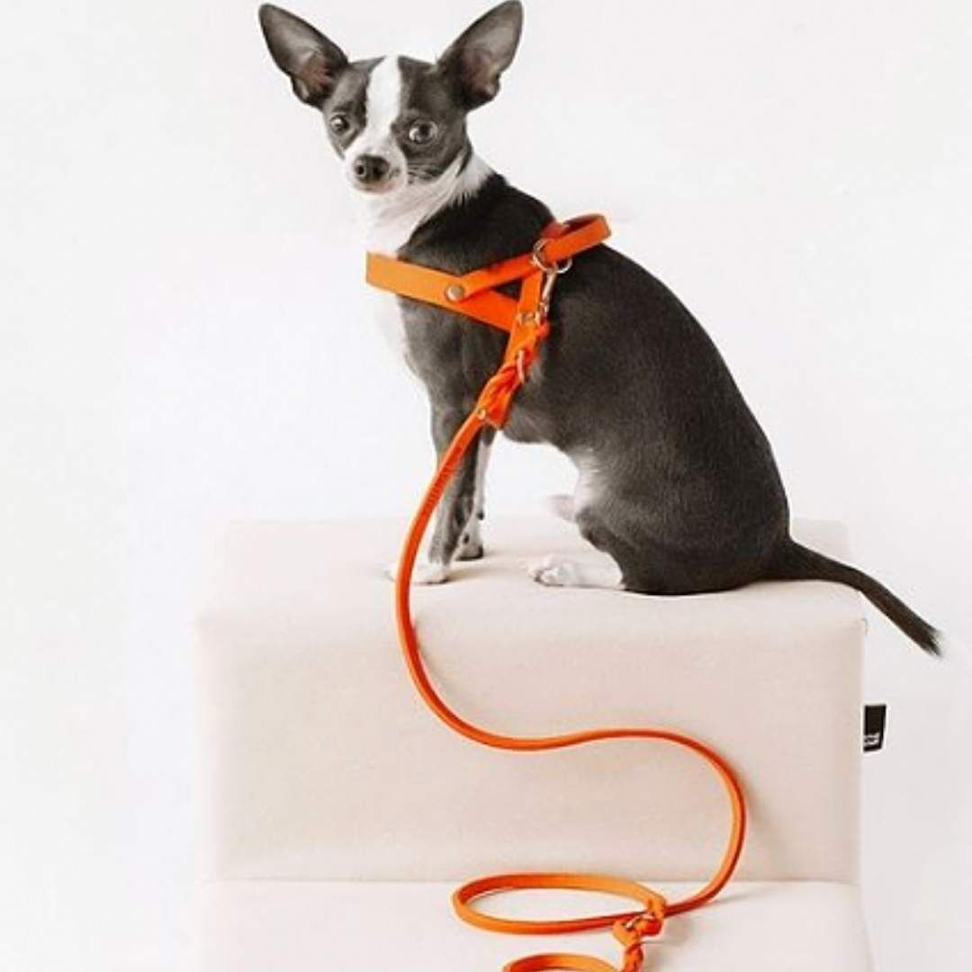 送料無料 リード おしゃれ お出かけ お散歩 かわいい インポート オレンジ シンプル スタイリッシュ ペット レザー 中型犬 北欧 小型犬 散歩 本革 正規品 海外ブランド 犬 長め 国産 オレンジ