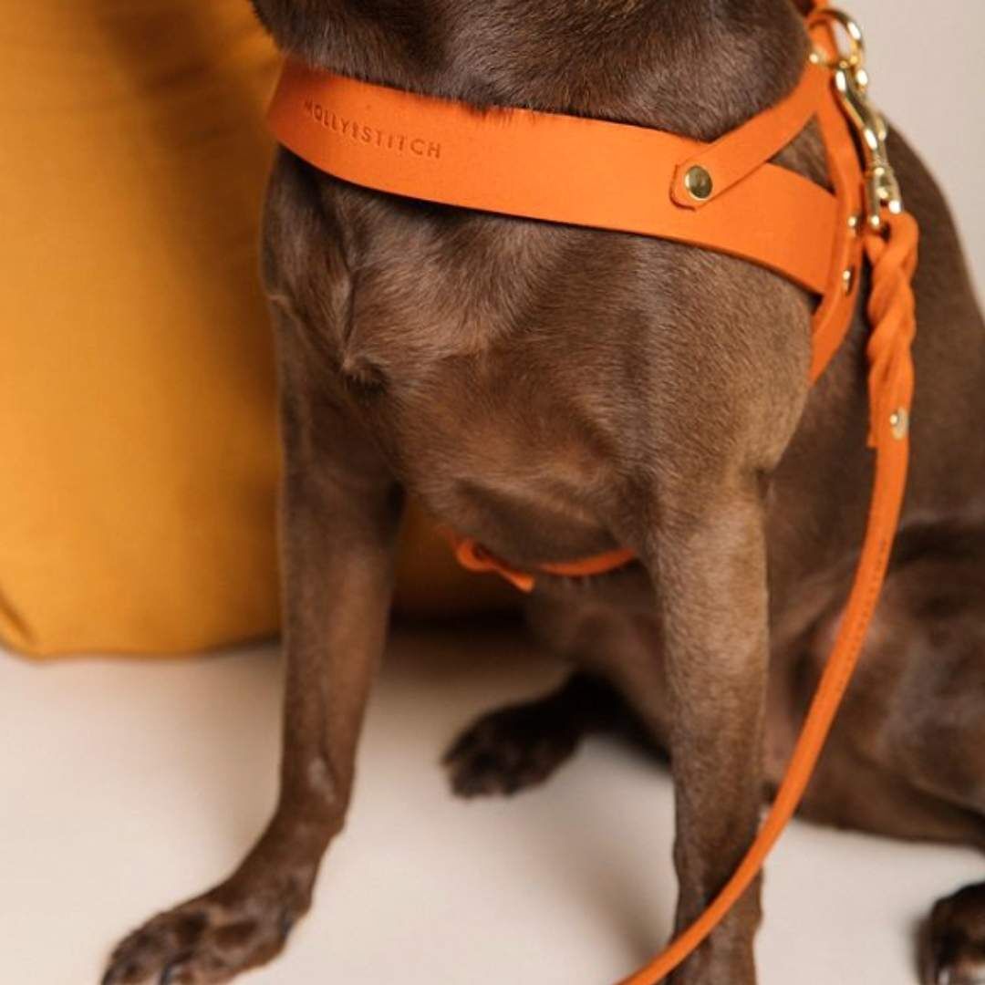 送料無料 リード おしゃれ お出かけ お散歩 かわいい インポート オレンジ シンプル スタイリッシュ ペット レザー 中型犬 北欧 小型犬 散歩 本革 正規品 海外ブランド 犬 長め 国産 オレンジ