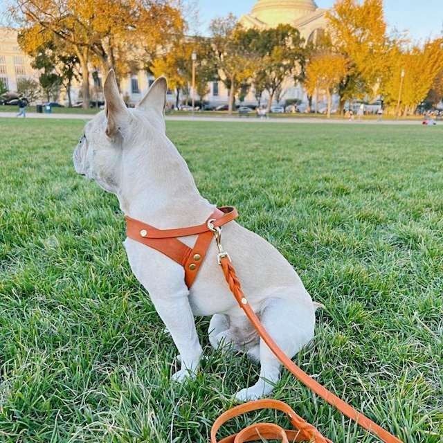 送料無料 リード おしゃれ お出かけ お散歩 かわいい インポート オレンジ シンプル スタイリッシュ ペット レザー 中型犬 北欧 小型犬 散歩 本革 正規品 海外ブランド 犬 長め 国産 オレンジ