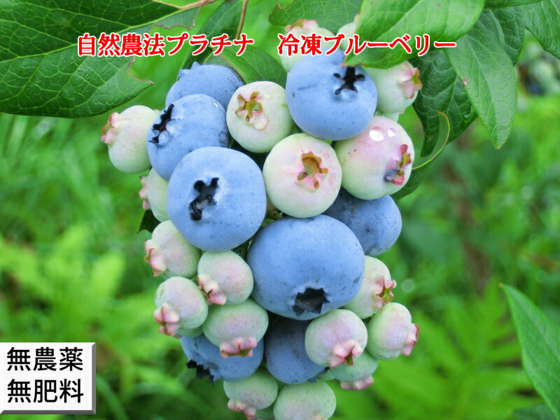 交換無料 自然栽培 自然農法プラチナ 冷凍ブルーベリー 6kg 送料無料 売り尽くし価格 Ugs Ed Ao