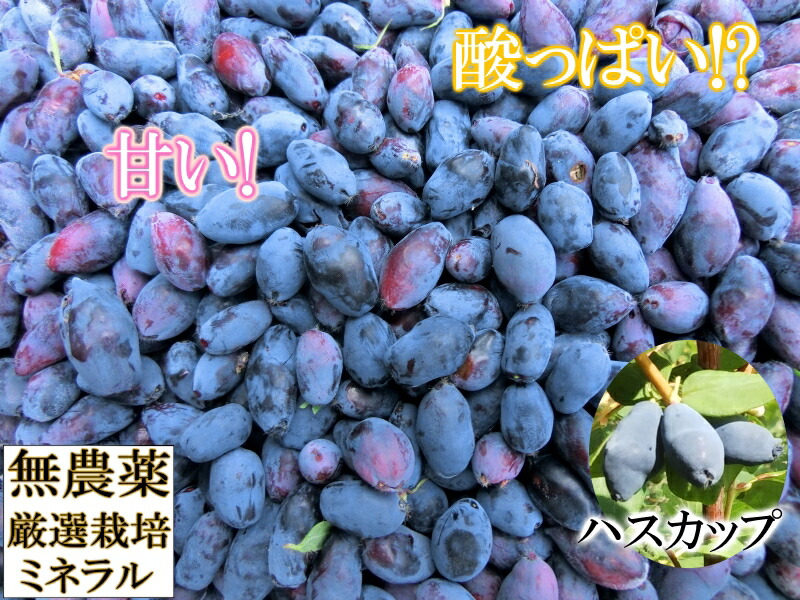 楽天市場】お中元 2025 夏ギフト 北海道産 冷凍 ハスカップ 500g