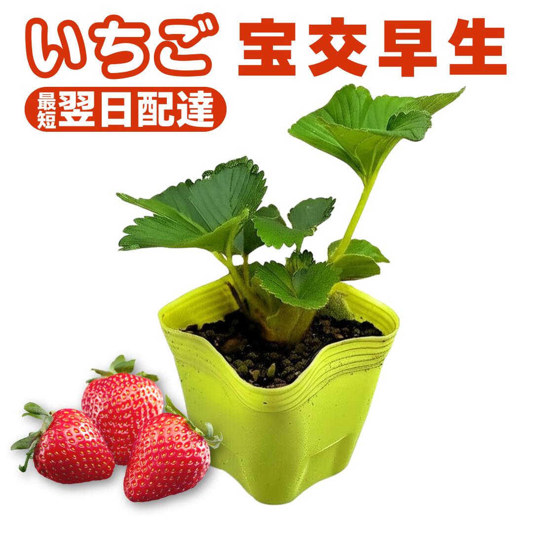 農家直送　紅ほっぺ　いちご苗　20株 楽天市場】いちご 苗 紅ほっぺ 20株入り 農家向け セット 静岡
