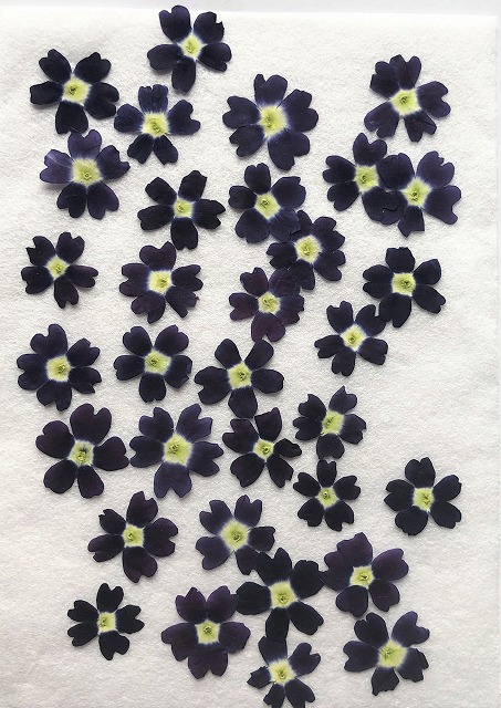 楽天市場】O-05 押し花 バーベナ紫A 35枚：押し花もみじの里