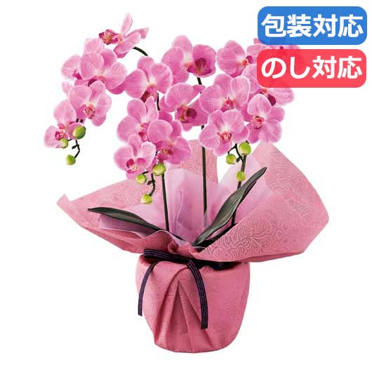 防災グッズ特集 花・観葉植物-花・ガーデン・DIY