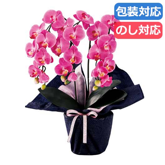 防災グッズ特集 観葉植物-花・ガーデン・DIY-花・観葉植物