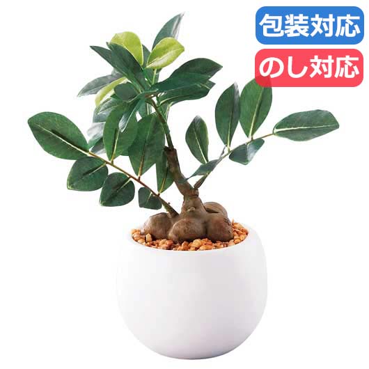 【クーポン有り】 母の日 ギフト 販促品 観葉植物 【送料無料】 〈ＳＣ触媒加工〉　ミニ観葉　ガジュマル（フェイクグリーン） 観葉植物 販促品 観葉植物 5000円 人気 5000円台 敬老会 プレゼント イベント セール sale