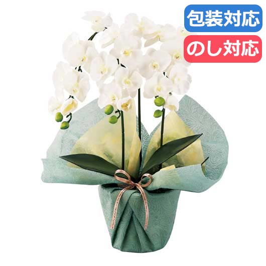 【クーポン有り】 母の日 ギフト ギフト 観葉植物 【送料無料】 〈ＳＣ触媒加工〉　ミニ胡蝶蘭三本立ち（アーティフィシャルフラワー）〈ホワイト〉 観葉植物 ギフト 観葉植物 9000円 人気 8000円台 敬老会 プレゼント イベント セール 6,336円