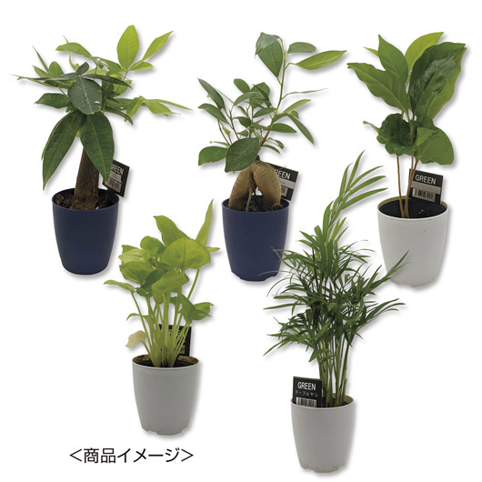 【クーポン有り】【5%OFF】 販促品 観葉植物 ミニ観葉セレクションおまかせアソート1個【48個単位】 観葉植物 販促品 観葉植物 1000円 人気 1000円台 敬老会 プレゼント イベント セール sale|プチギフトmomo-fuku