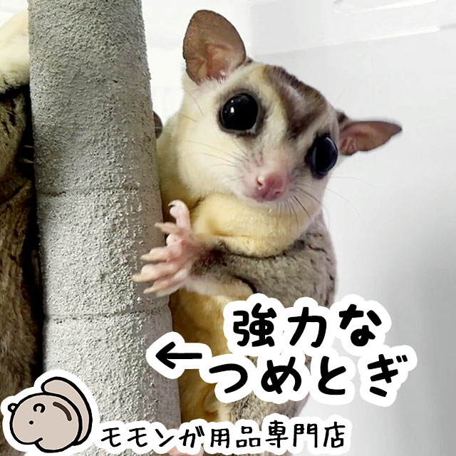 楽天市場】フクロモモンガの飼育初心者セット03 金網ケージと