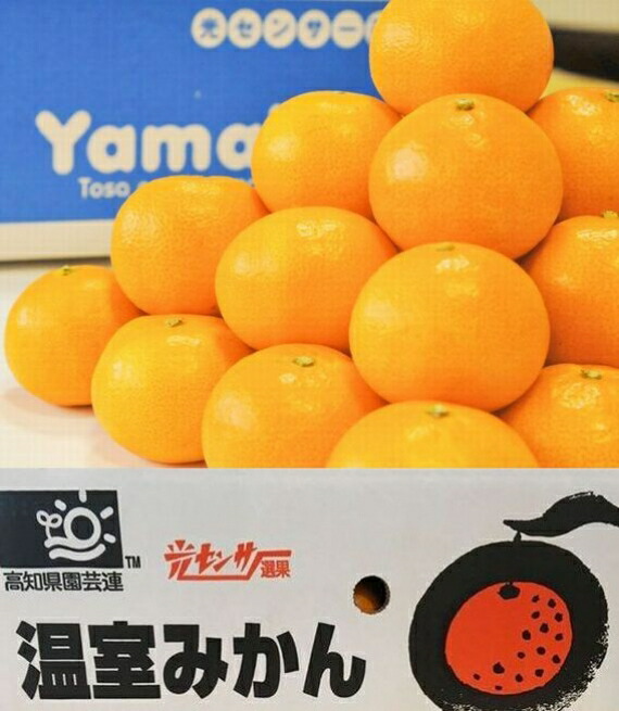 宮崎産 家庭用 日向夏 みかん 10㎏ 土佐小夏97 Amazon.co.jp: 【宮崎県産 日向夏2.5kg】 日向夏 約2.5kg 9~15個