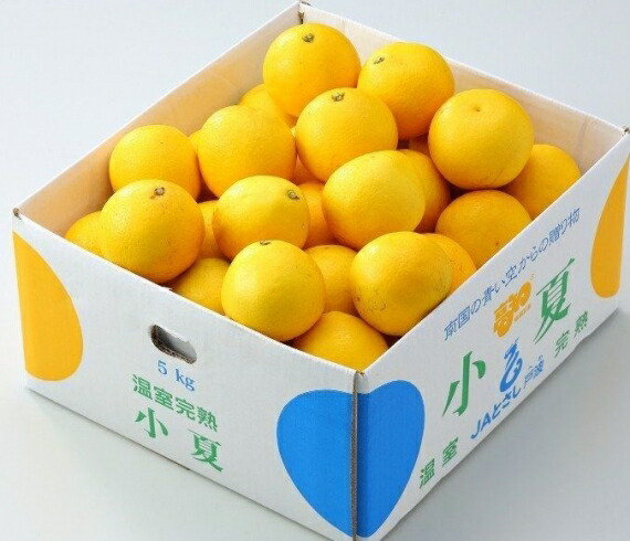 みかん 小夏（ニューサマーオレンジ） L～2L（約5kg）高知産 【贈答ギフト】【送料無料 ※但し北海道・沖縄別途送料1,500円】