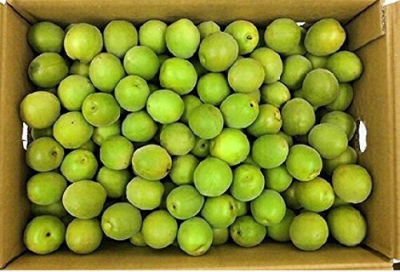 紀州 青梅(古城) 【秀品】 Lサイズ 約10kg JA紀南 和歌山県産【送料無料 ※但し北海道・沖縄　別途送料1,500円】予約販売！