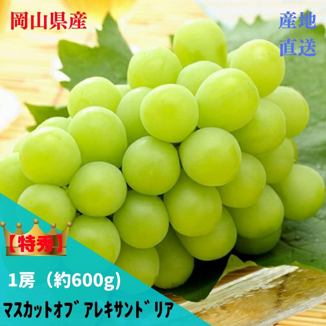 楽天市場 お中元 送料無料 ぶどう 岡山特産 マスカットオブアレキサンドリア 1房 750ｇ 加温温室栽培 有限会社もも屋